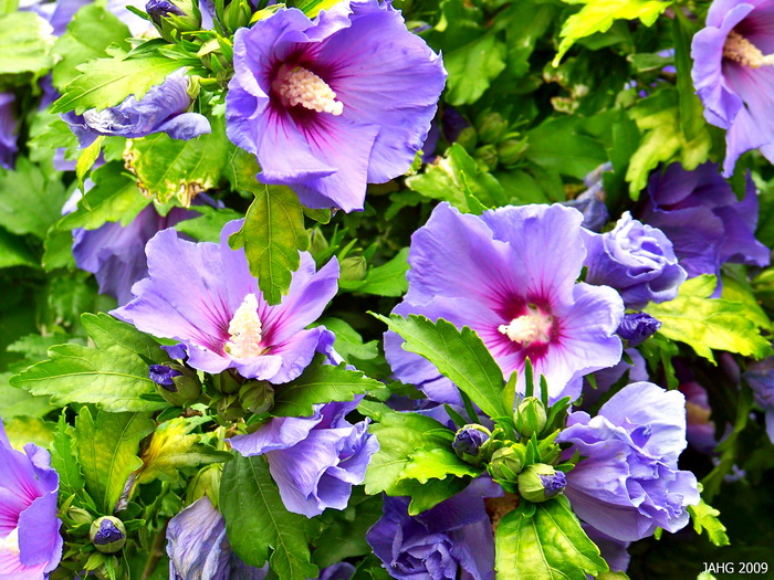 Blue-violet-flower17